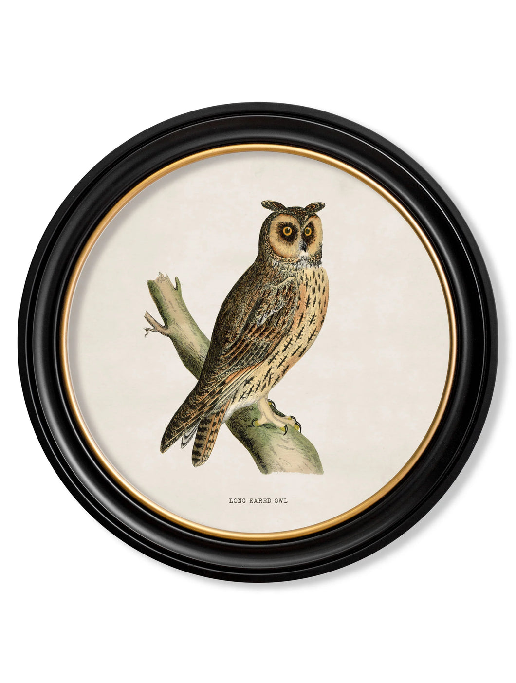C.1870 British Owls in Round Frame