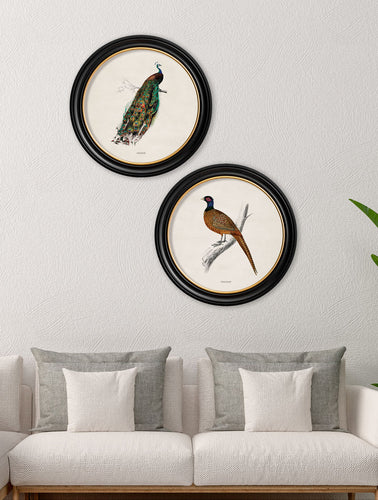 C.1809 British Birds in Round Frame