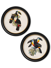 C.1848 Toucans in Round Frame