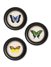 C.1835 Tropical Butterflies in Round Frames