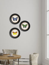C.1835 Tropical Butterflies in Round Frames