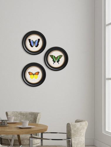 C1835. Tropical Butterflies in Round Frames