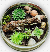 Terrarium Trio Workshop
