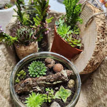 Terrarium Trio Workshop