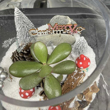Christmas Themed Terrarium Workshop