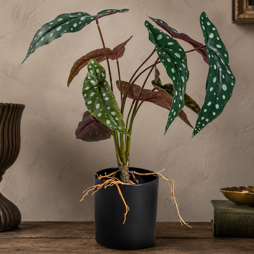 Ornamental Potted Philo Plant