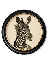 C.1900 Zebra in Round Frame