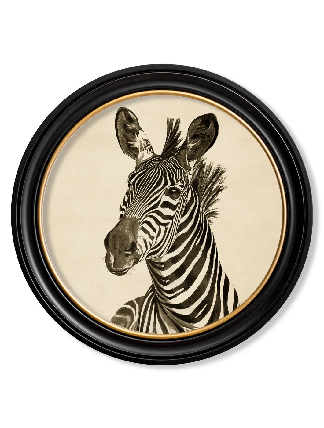C.1900 Zebra in Round Frame