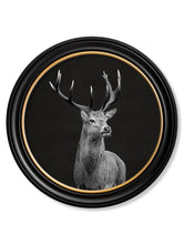 Wildlife Photography in Round Frame