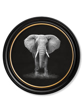 Wildlife Photography in Round Frame