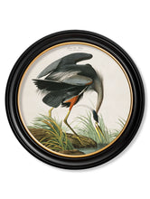 C.1838 Audubon's Great Blue Heron in Round Frame