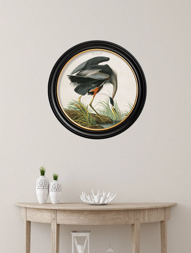 C.1838 Audubon's Great Blue Heron in Round Frame
