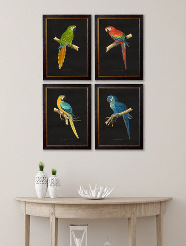 C.1884 Dark Collection of Macaws