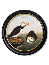 C.1838 Audubon's Puffins in Round Frame