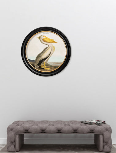C.1838 Audubon's Pelican in Round Frame
