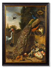 C.1683 Peacock