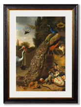 C.1683 Peacock