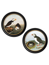 C.1838 Audubon's Puffins in Round Frame