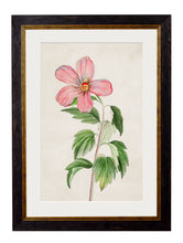 C.1780 Flowering Plants