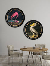 C.1838 Audubon's Dark Flamingo in Round Frame