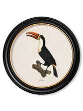 C.1809 Toucans in Round Frame