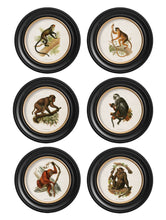 C.1910 Collection of Primates in Round Frame