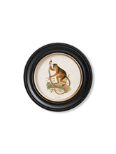 C.1910 Collection of Primates in Round Frame
