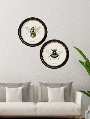 C.1892 British Bees in Round Frames