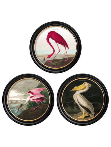 C.1838 Audubon's Birds of America in Round Frame