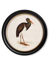 C.1870 Wading Birds in Round Frame