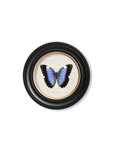 C.1835 Tropical Butterflies in Round Frames