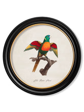 C.1800 Collection of Parrots 2 in Round Frames