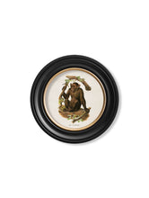 C.1910 Collection of Primates in Round Frame