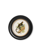 C.1910 Collection of Primates in Round Frame