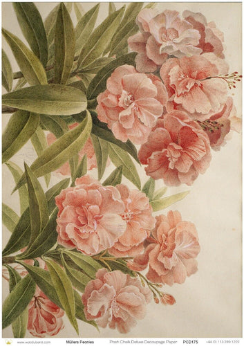 A1 Peonies