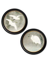 C.1910 Little Egrets in Reeds in Round Frame