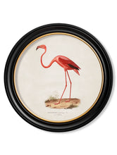 C.1830 Flamingo in Round Frame