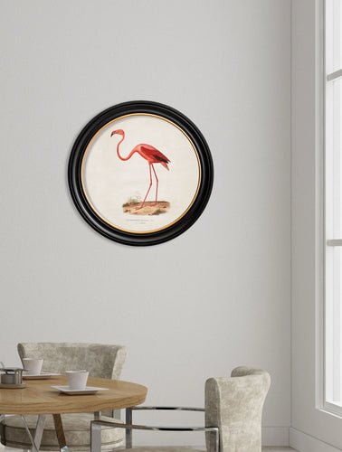 C.1830 Flamingo in Round Frame
