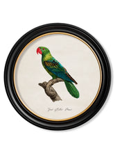 C.1800 Collection of Parrots 1 in Round Frames