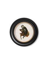 C.1910 Collection of Primates in Round Frame