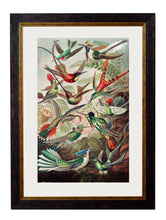 C.1904 Ernest Haeckel Hummingbirds