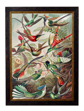 C.1904 Ernest Haeckel Hummingbirds