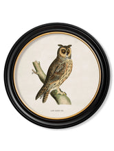 C.1870 British Owls in Round Frame