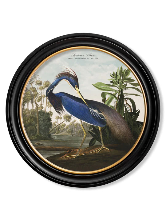 C.1838 Audubon's Herons in Round Frame