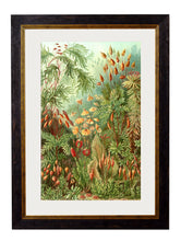 C.1904 Ernest Haeckel Flora