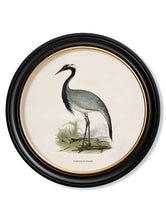 C.1870 Wading Birds in Round Frame