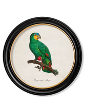 C.1800 Collection of Parrots 2 in Round Frames