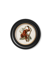 C.1910 Collection of Primates in Round Frame
