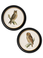 C.1870 British Owls in Round Frame