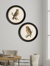 C.1870 British Owls in Round Frame